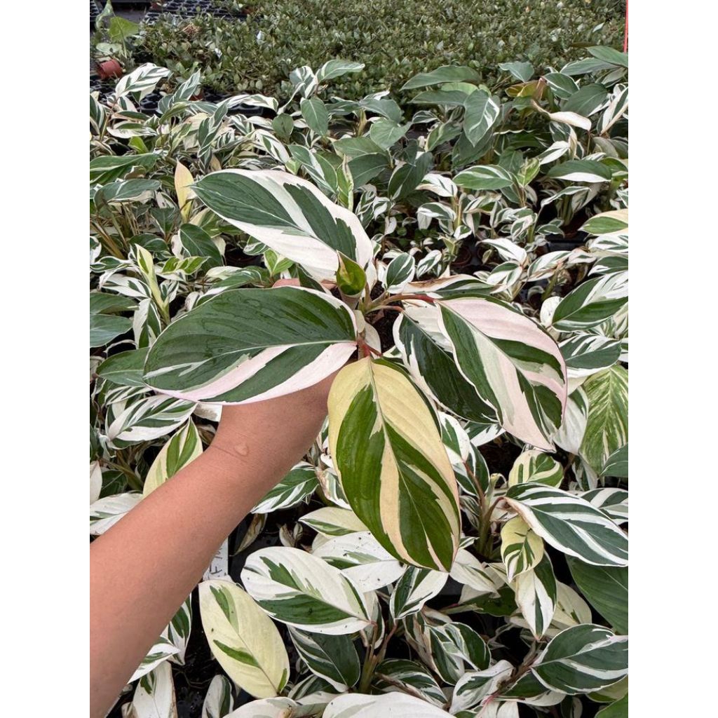 5 Calathea Putih Maranta arundinacea