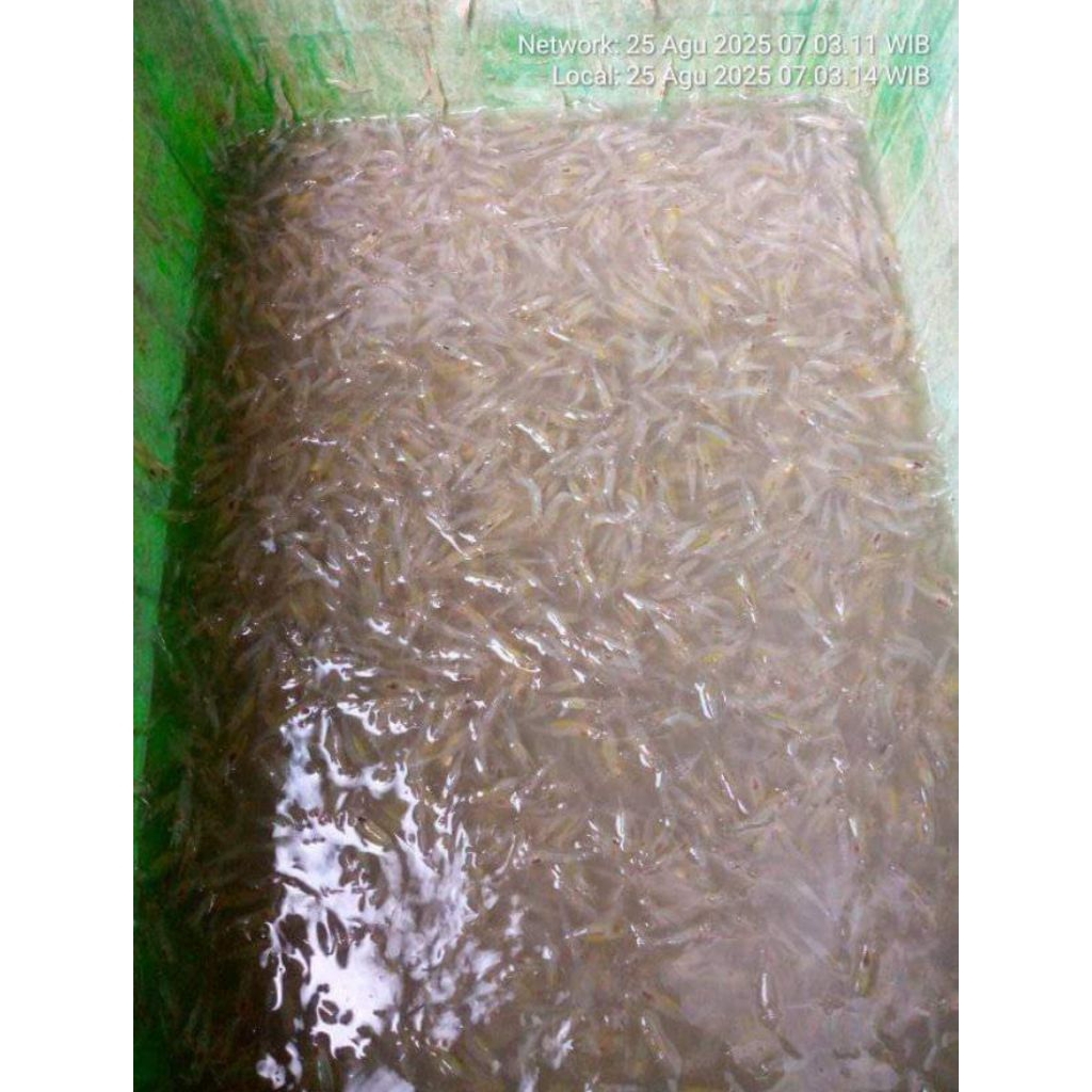 udang rawa pakan ikan hias