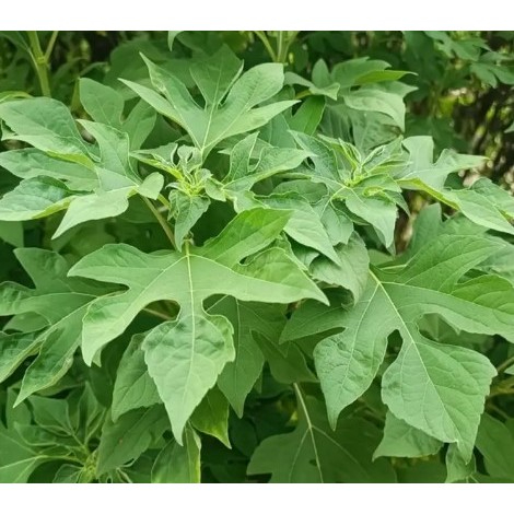 

Daun Insulin Segar 500 gram / Daun Kipait Segar 250 gram Alami Langsung Dipetik Dari Kebun