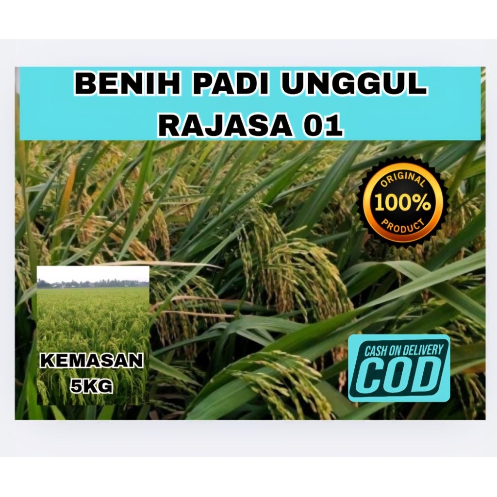 BENIH BIBIT PADI UNGGUL RAJASA 01 KEMASAN (5KG)