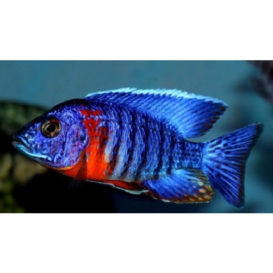 ikan Red Flush Cichlid 5cm(bahan)