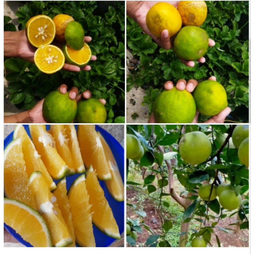 

baby java jeruk manis batu