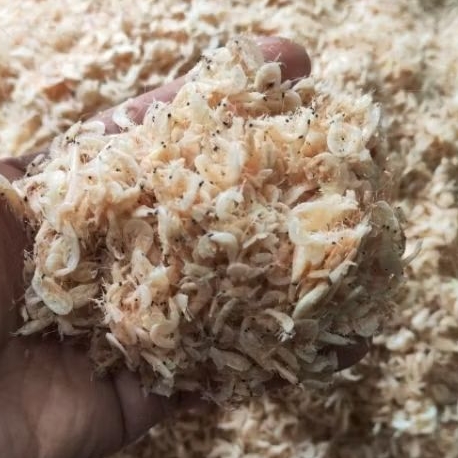 

Udang Kecepeh / Udang Rebon / Hepi Tanjungbalai