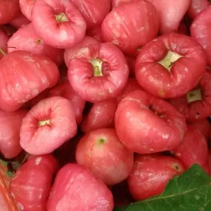 

jambu air rujak 1kg