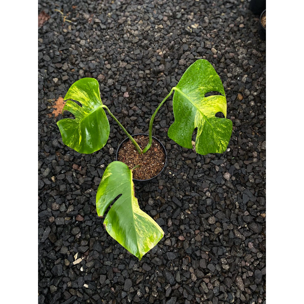 monstera marmorata/monstera aurea