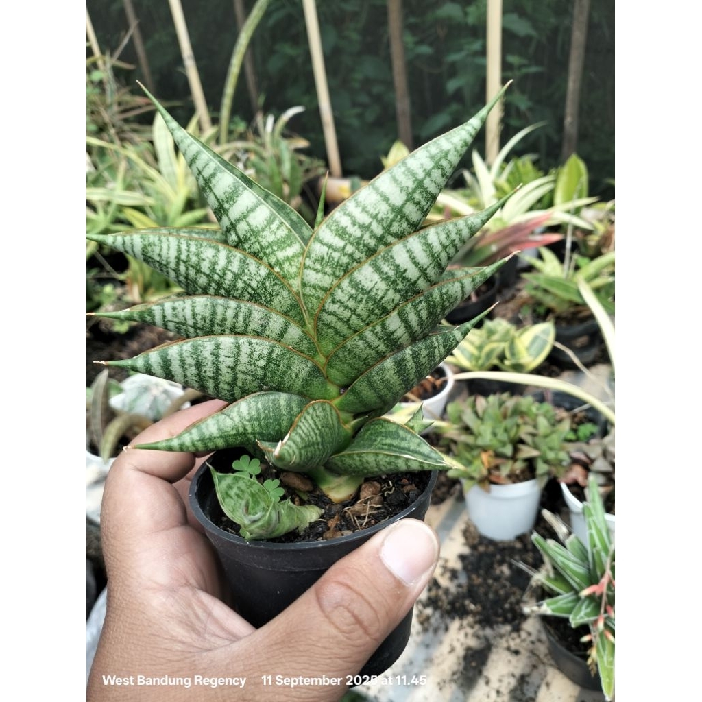 sansevieria hybrid sindoro gede