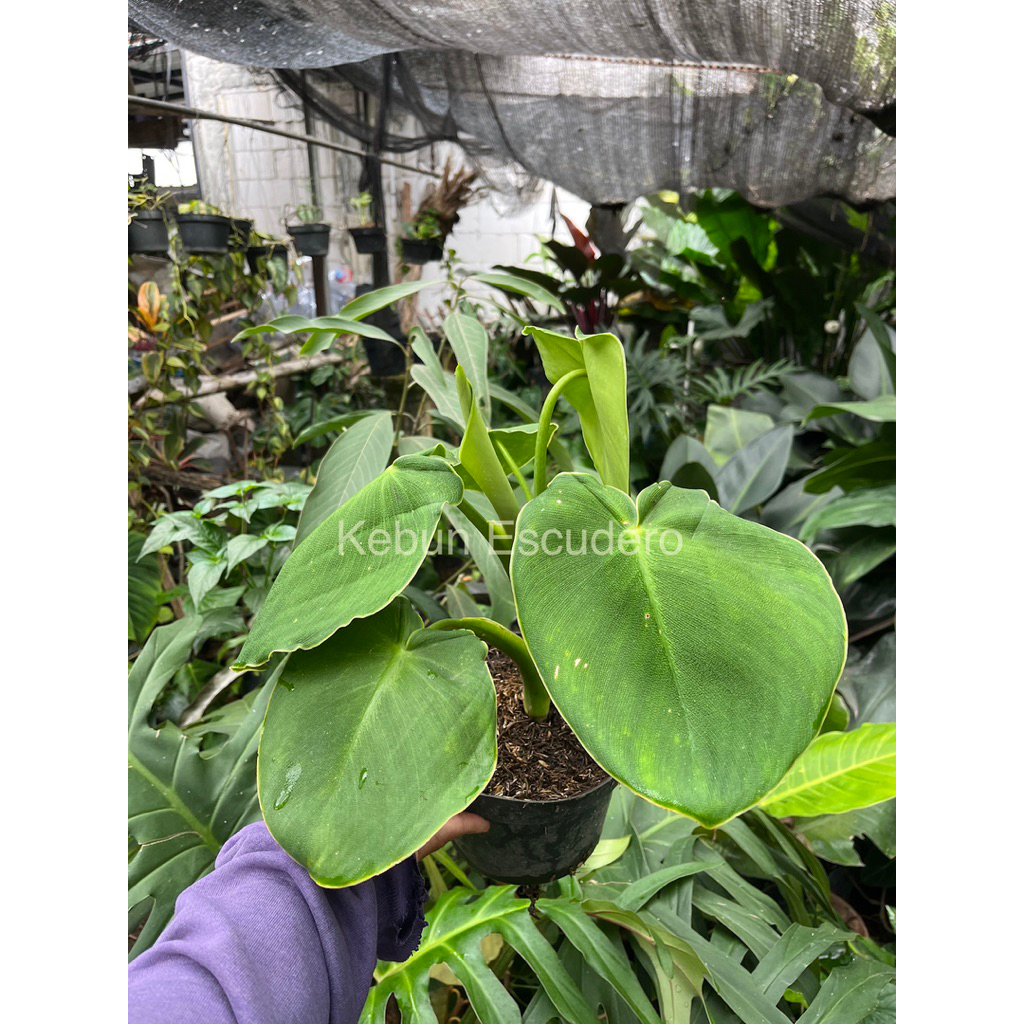 Philodendron Rugosum Besar - Tanaman Hias Philodendron Pigskin - Pigskin Daun Besar