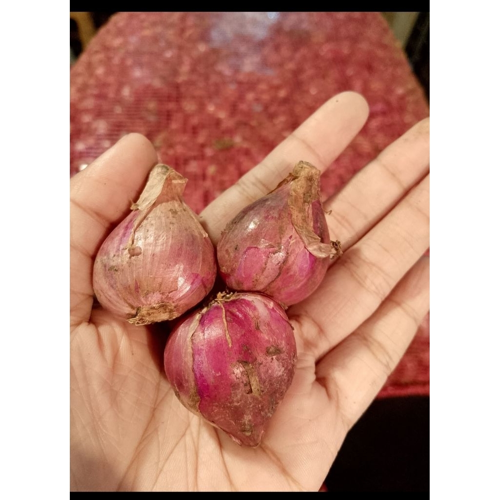 

Bawang Merah Super Brebes Pilihan Besar Super Segar1kg - Fresh Onion 1 kg