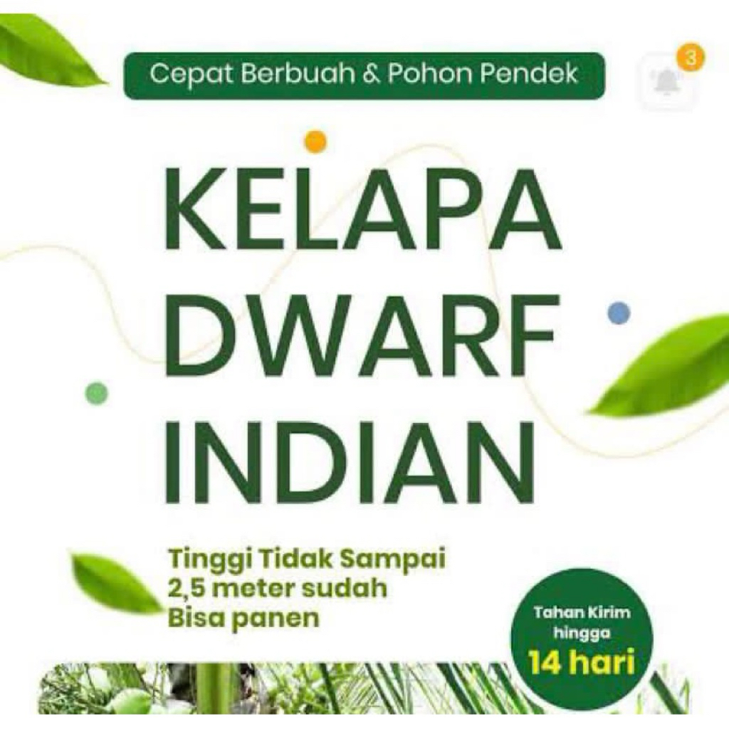 Bibit Kelapa Dwarf Indian