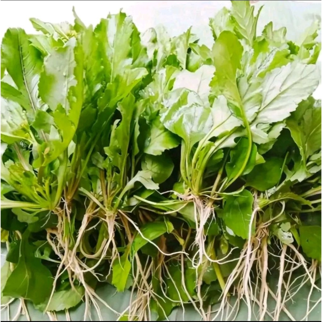 

Bibit Sawi Liar Segar Sawi tanah Daun kamanilan 500 gram | Sayur Lalapan Tradisional Fress Alami