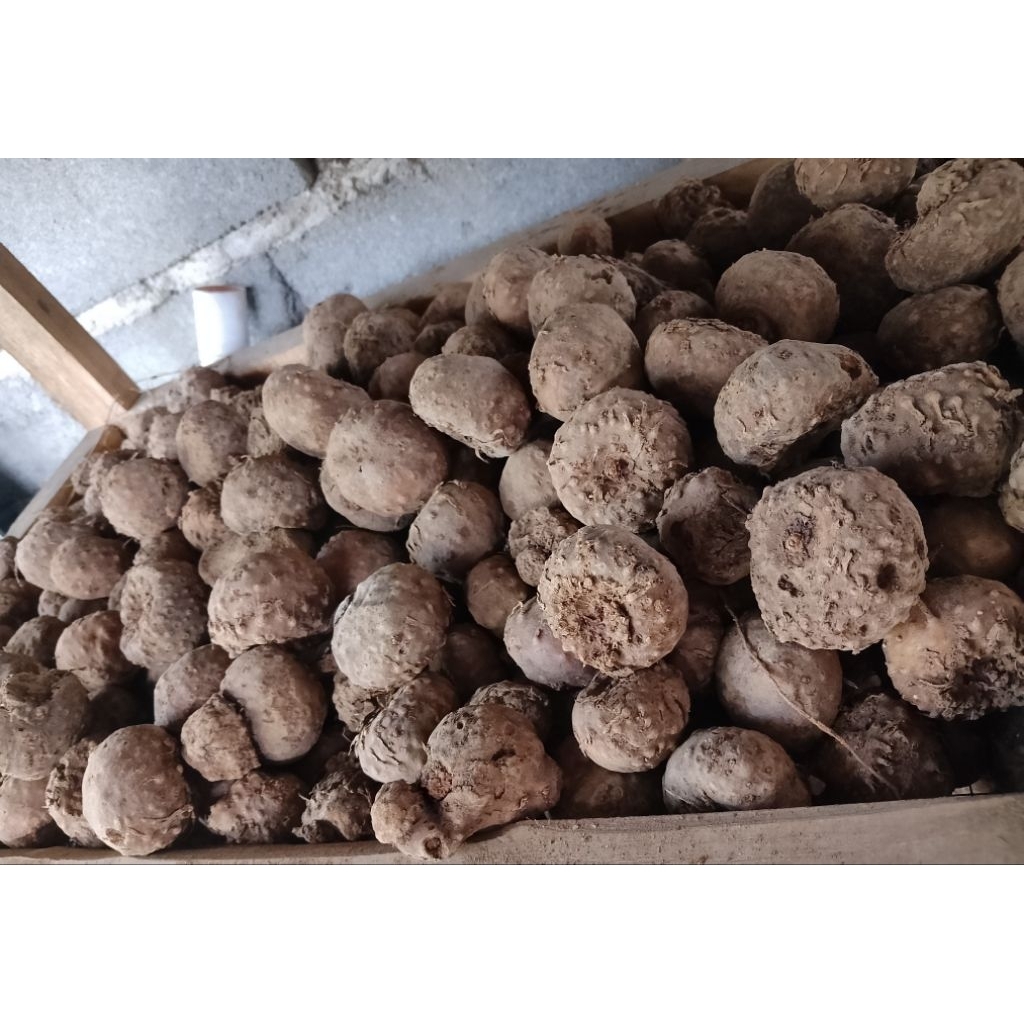 bibit Porang umbi mini 500gram, bukan katak. 1kg isi sekitar 20-50 biji