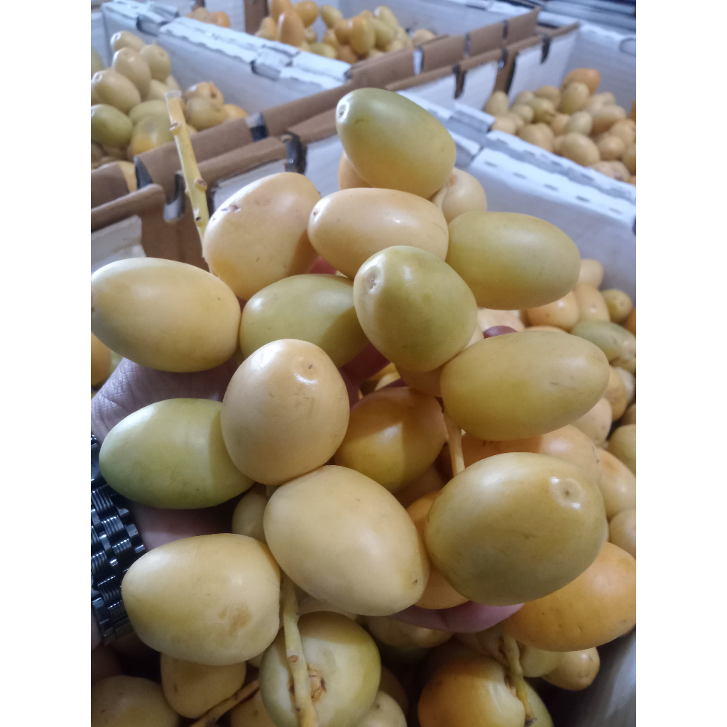 

500 Gram Kurma Muda WARNA KUNING FRESH NO FROZEN Kurmud Segar Original 1/2kg | Kurma Muda Promil| Kurmud Promil