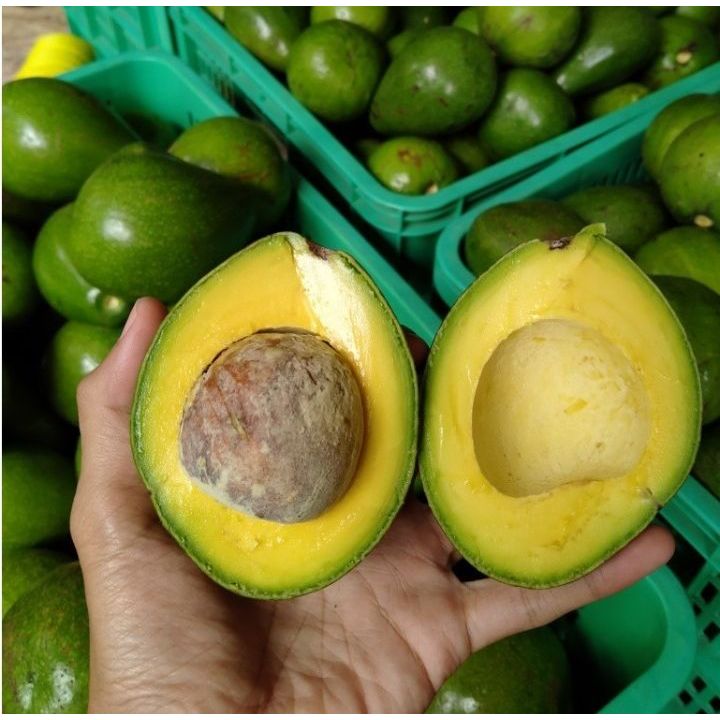 

2 Kg Alpukat Mentega Segar – Buah Fresh, Daging Tebal, Manis & Lembut