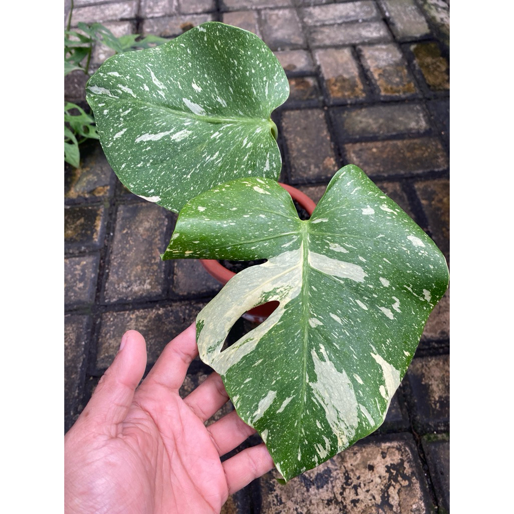 monstera thai constellations