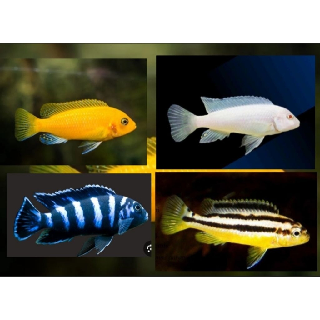 Lemon niasa snow white cichlid