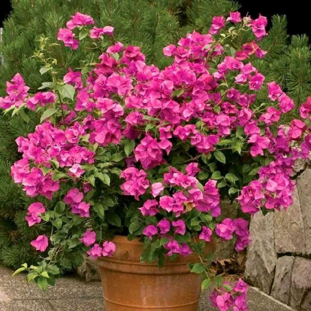 (NEW) bunga hias bugenvil bonsai bugenvil