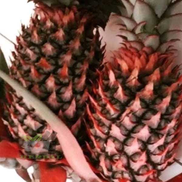 

Buah Nanas Merah Hutan Segar Per Buah Nanas Muda