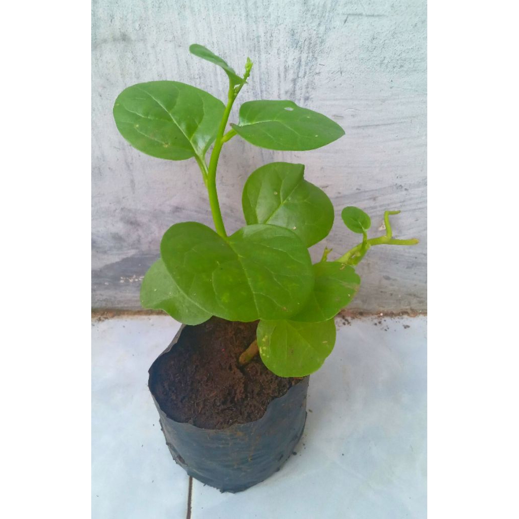 Bibit Tanaman Angkung hijau/Bayam malabar hijau /Spinach malabar herbal Siap tanam