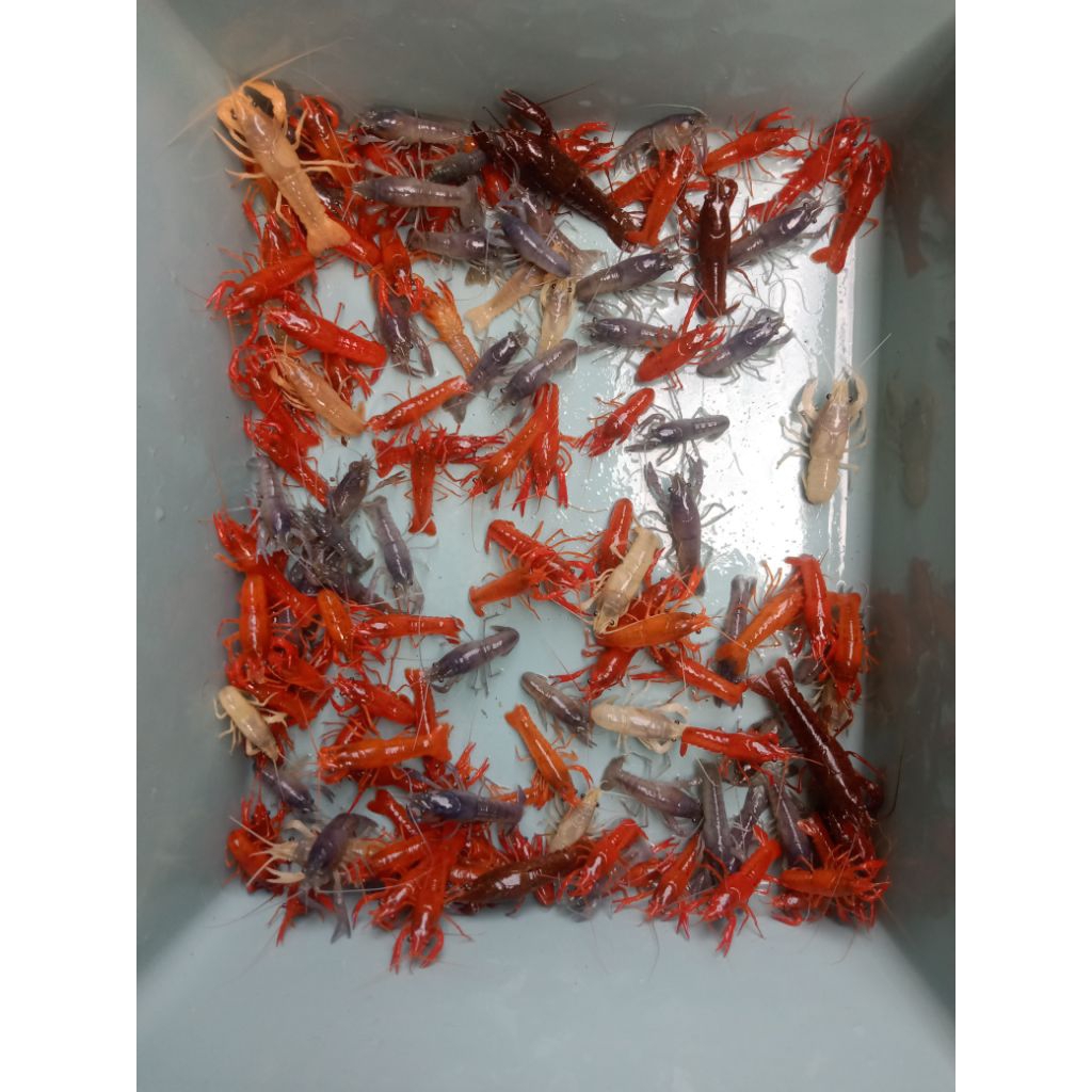 

lobster hias air tawar charky paketan 10 wkor