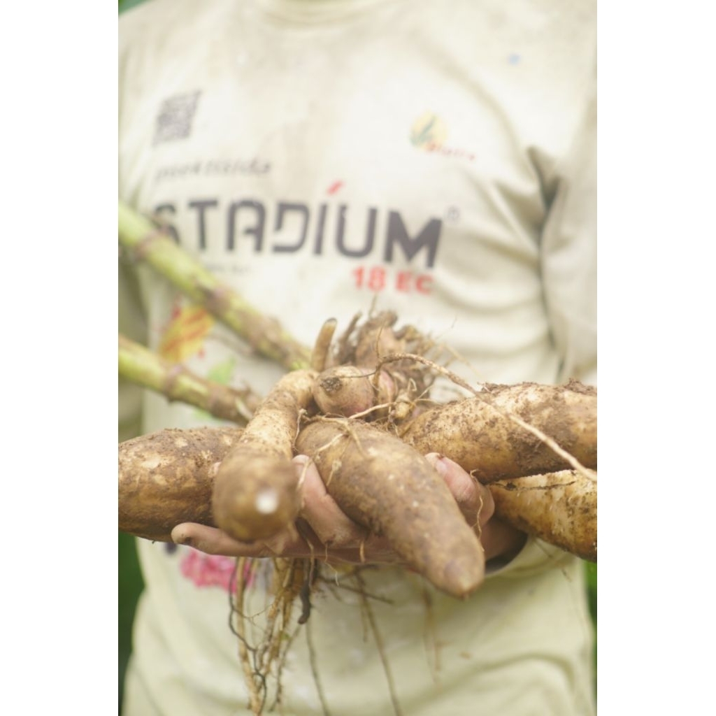 Ubi Yakon oleh-oleh khas Wonosobo