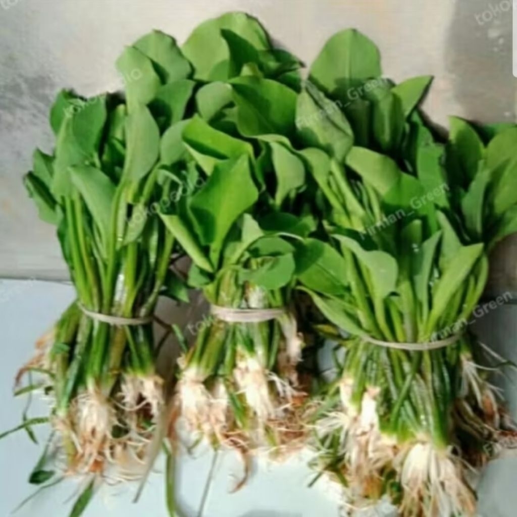 

25, bibit genjer Gemoy siap tanam bibit genjer Gemoy