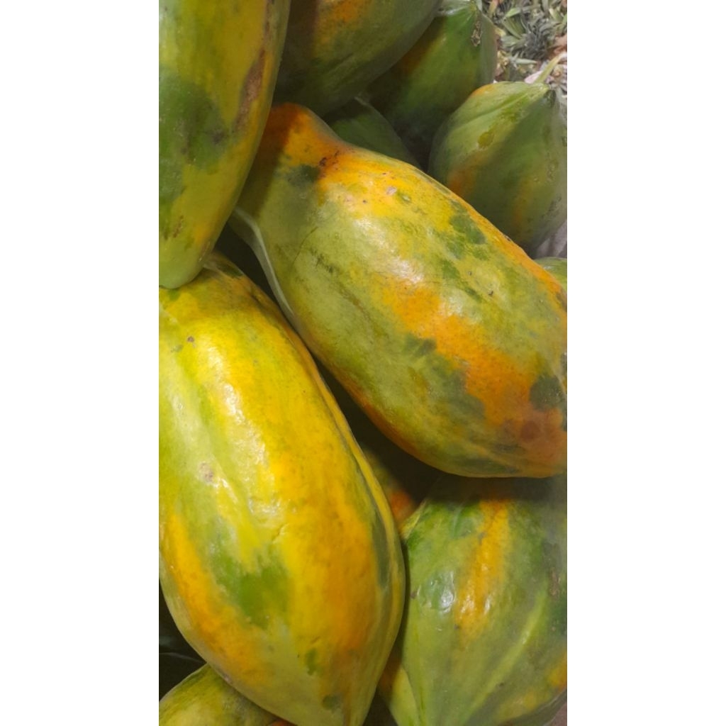 

Pepaya Papaya Bangkok Thailand Besar Manis Berat 2-3 kg