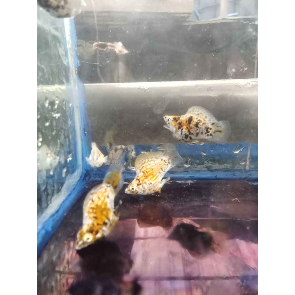 molly balon calico isi 4