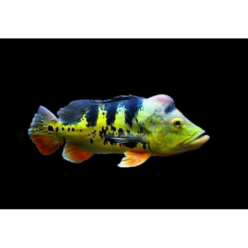Pbass Mono Hiasan Aquarium Size 13-15cm Dewasa | Hiasa Murah Aquarium