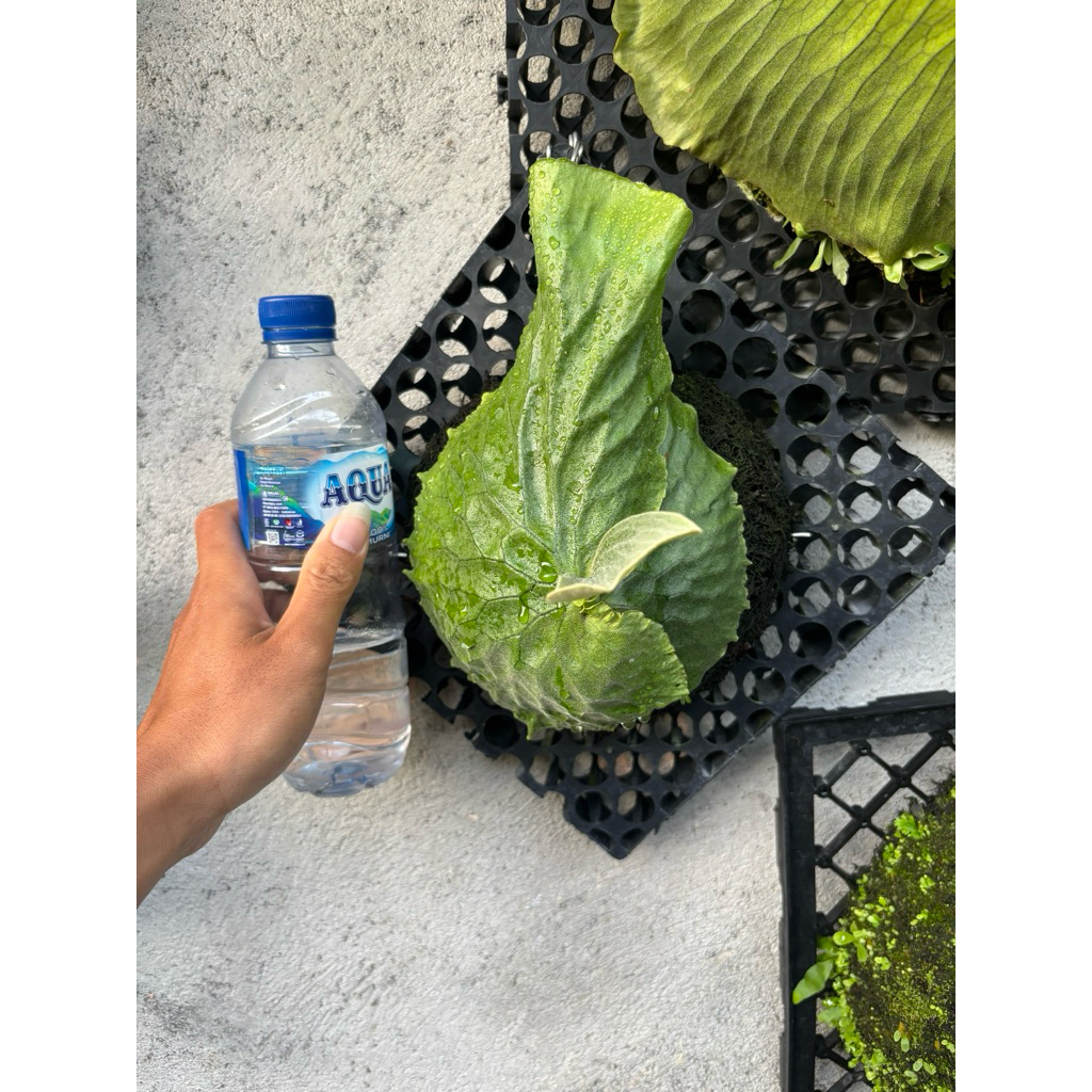 platycerium erawan/ simbar/platycerium hybrid