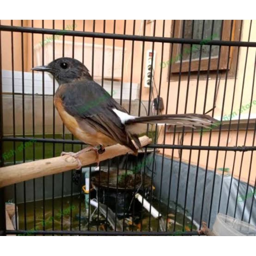 burung murai betina Medan