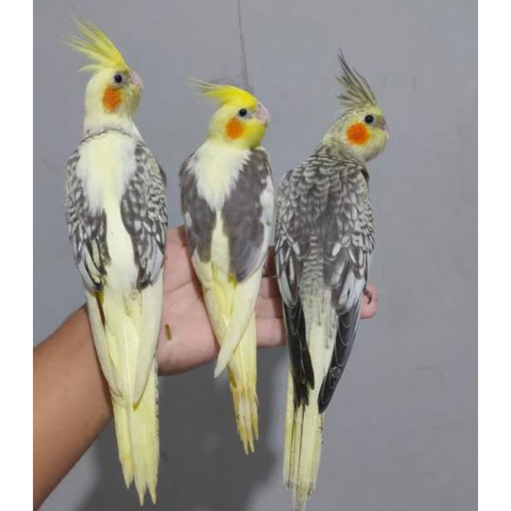 burung falk Australi
