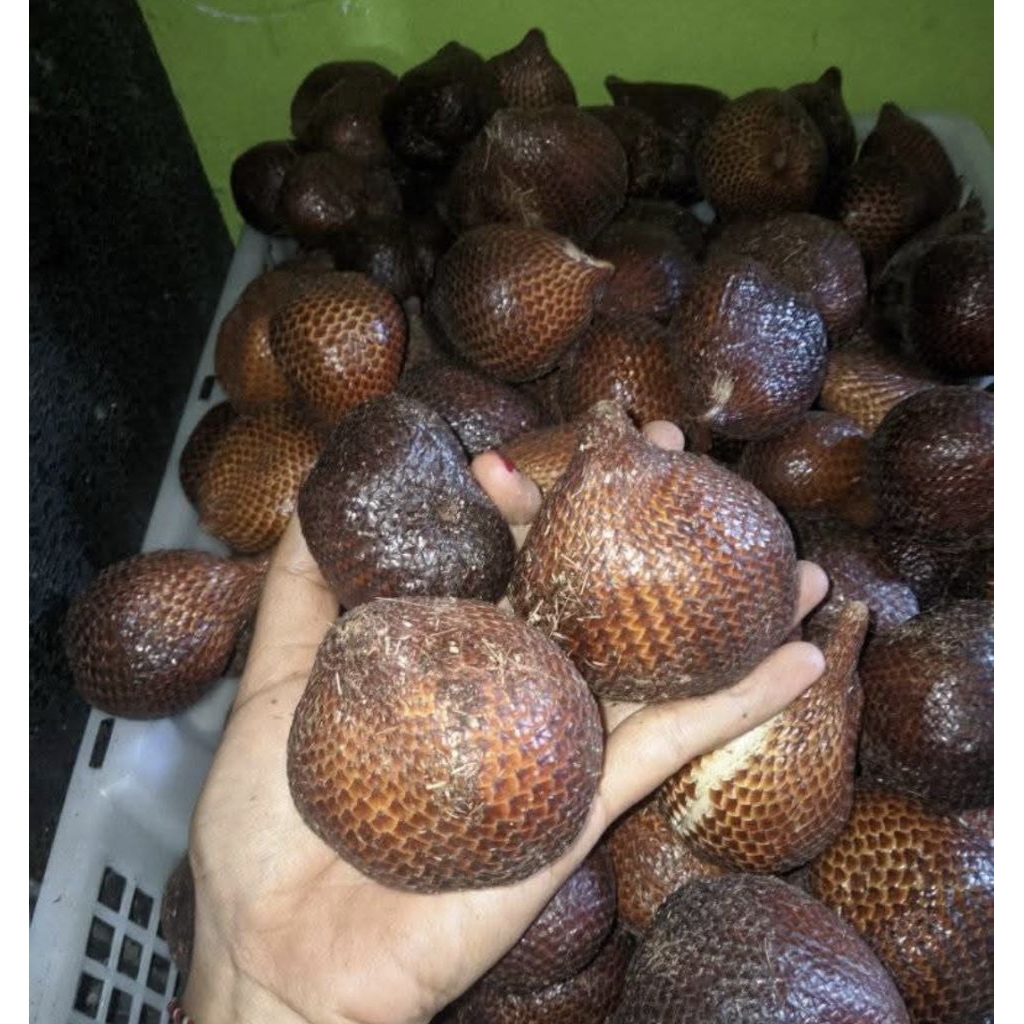 SALAK ASLI SIDEMPUAN SEGAR 1KG