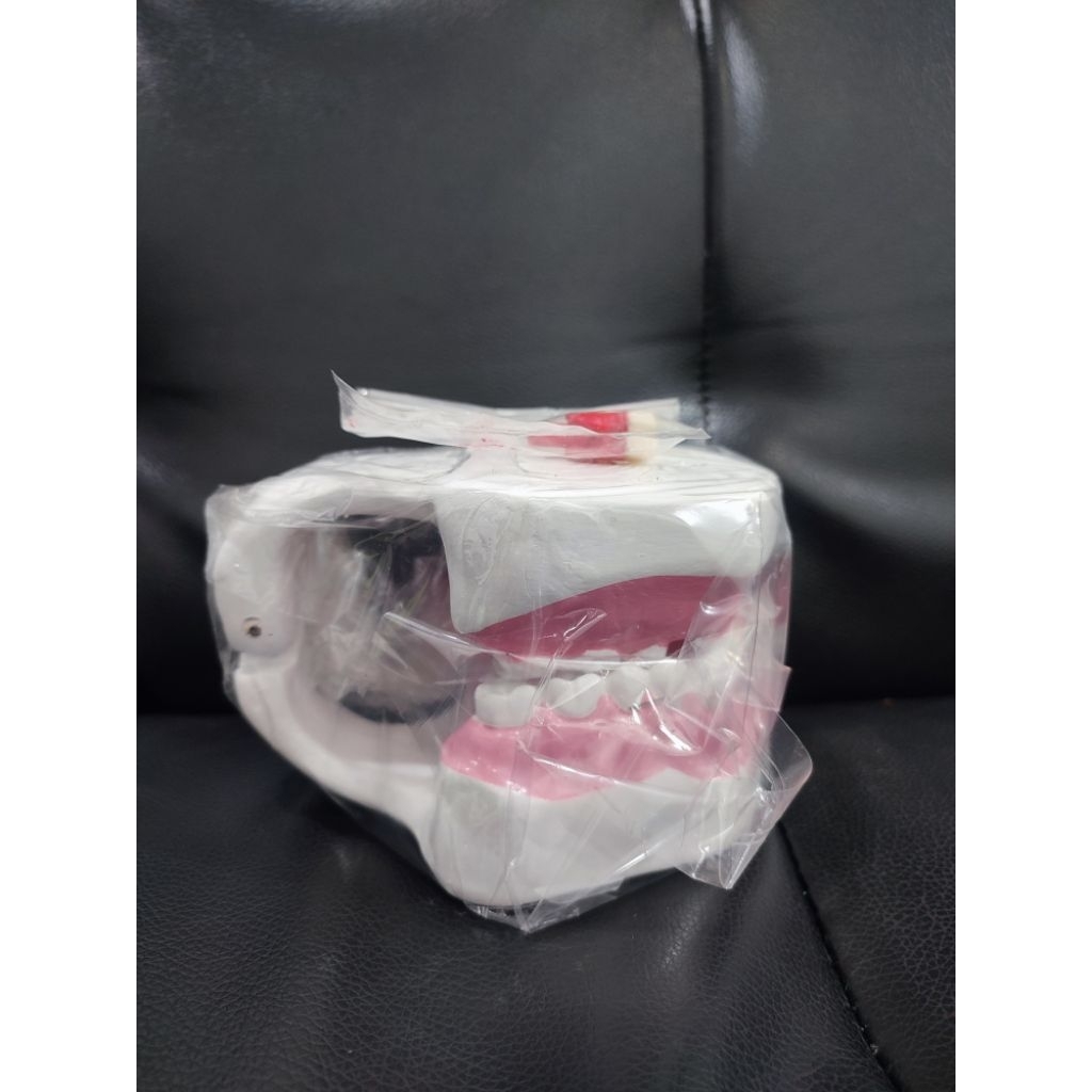 Model gigi Konservasi Praktikum Silicon Typodont Dental model