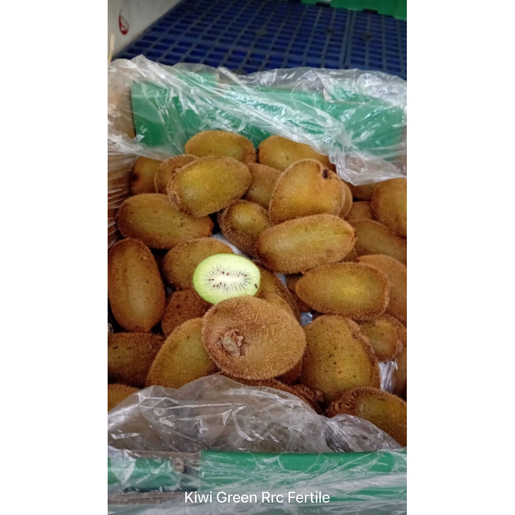 

KIWI HIJAU RRC FERTILE DUS READY IMPORT