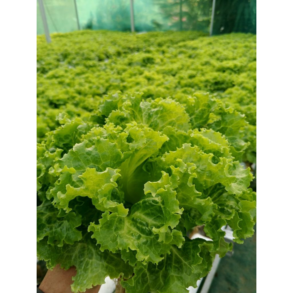 SAYUR SELADA HIDROPONIK