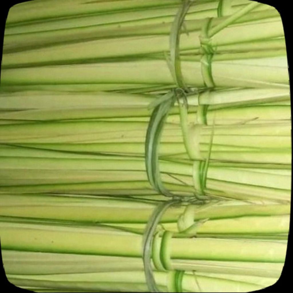 janur kuning untuk ketupat per ikat