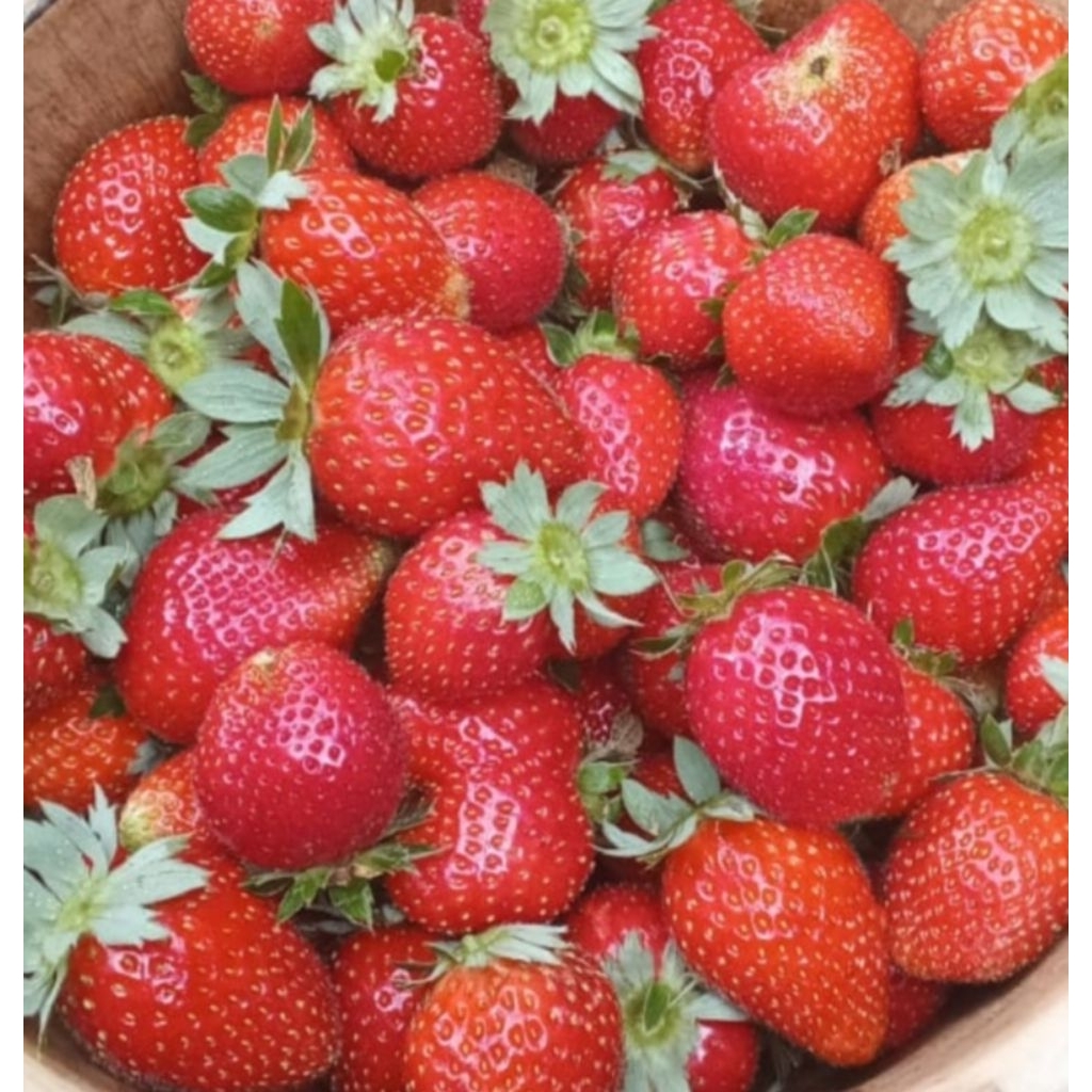 

Strawberry packing mika