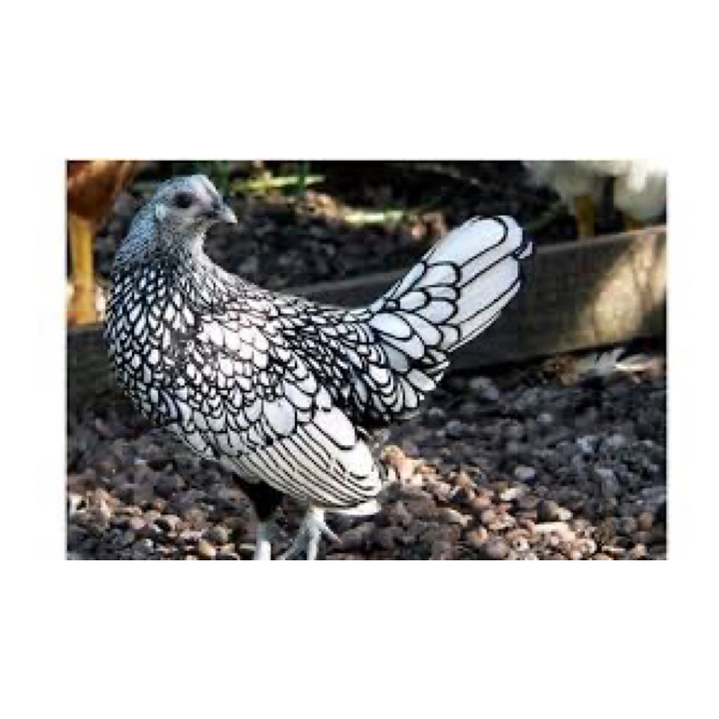 TELUR FERTIL AYAM BATIK UNTUK DITETASKAN