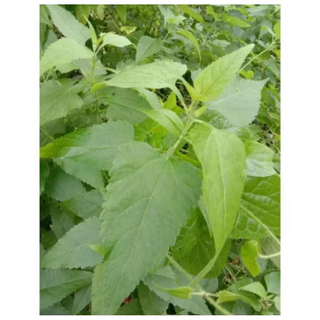 

Daun Kirinyuh Segar Daun Kaposanda Baru Di Petik 300gram