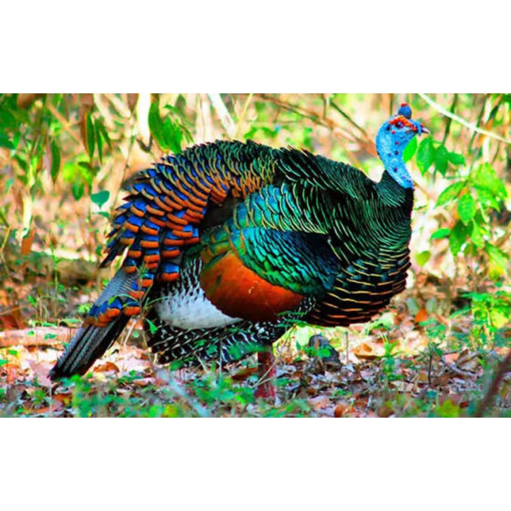 

telur ayam kalkun hias ocellated fertil siap tetas