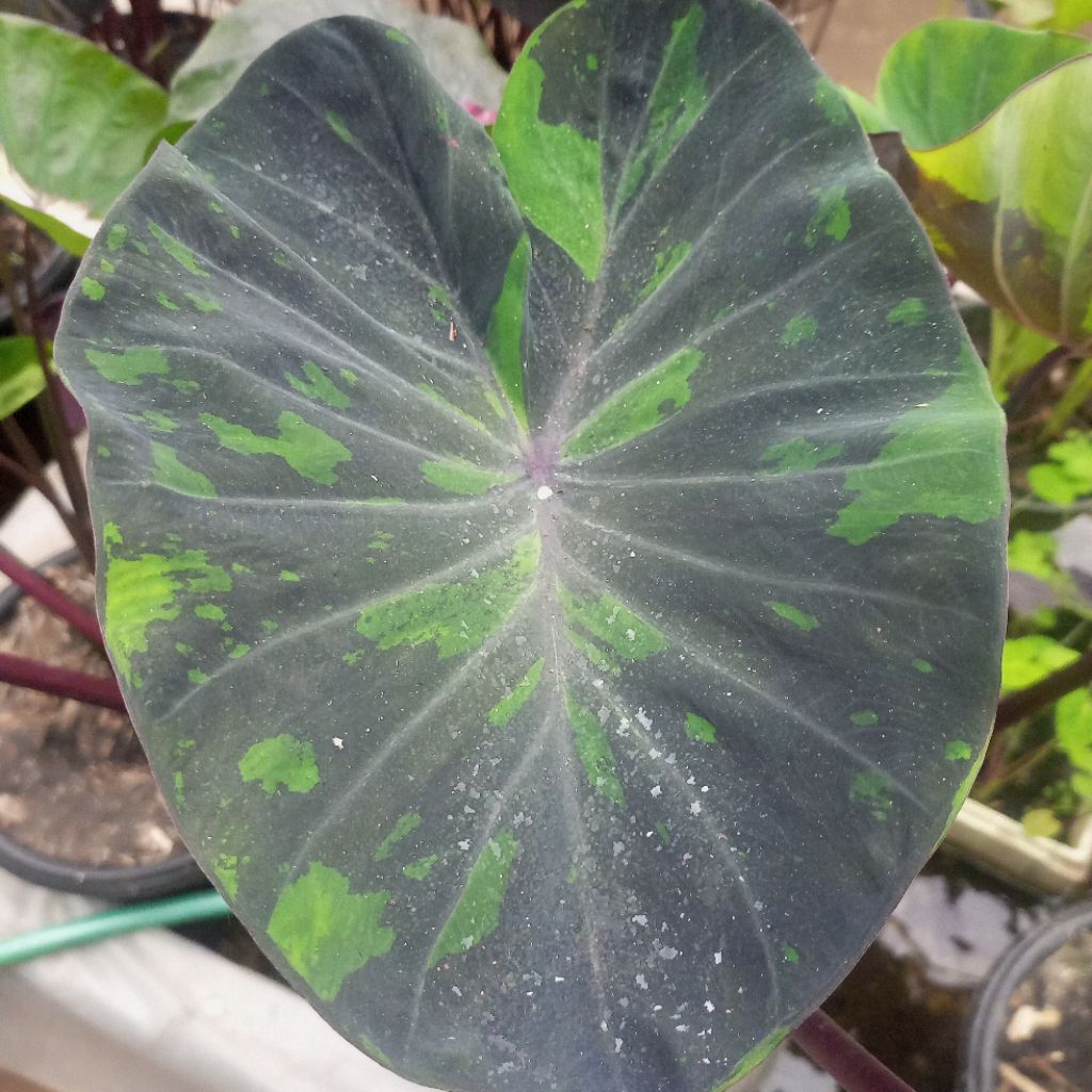 Colocasia black marble size anakan