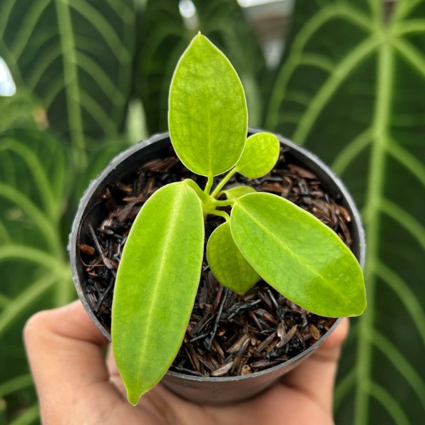 Tanaman Anthurium Warocqueanum Ukuran Kecil|Baby Warocq| Lidah Gajah| Anthurium