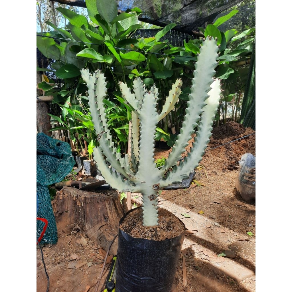 euphorbia lactea white ghost/kaktus tulang putih