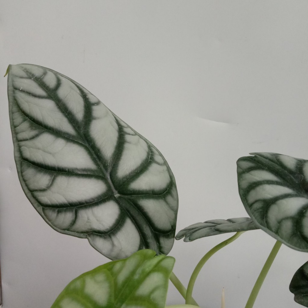 Alocasia Silver Dragon - Tanaman Hias Alocasia Silver Dragon