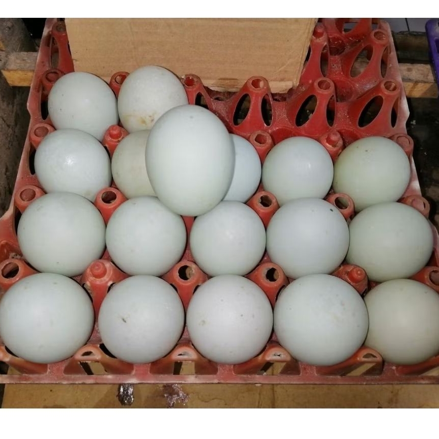 

Telur Asin Mentah freshh Harga per 1 pcs