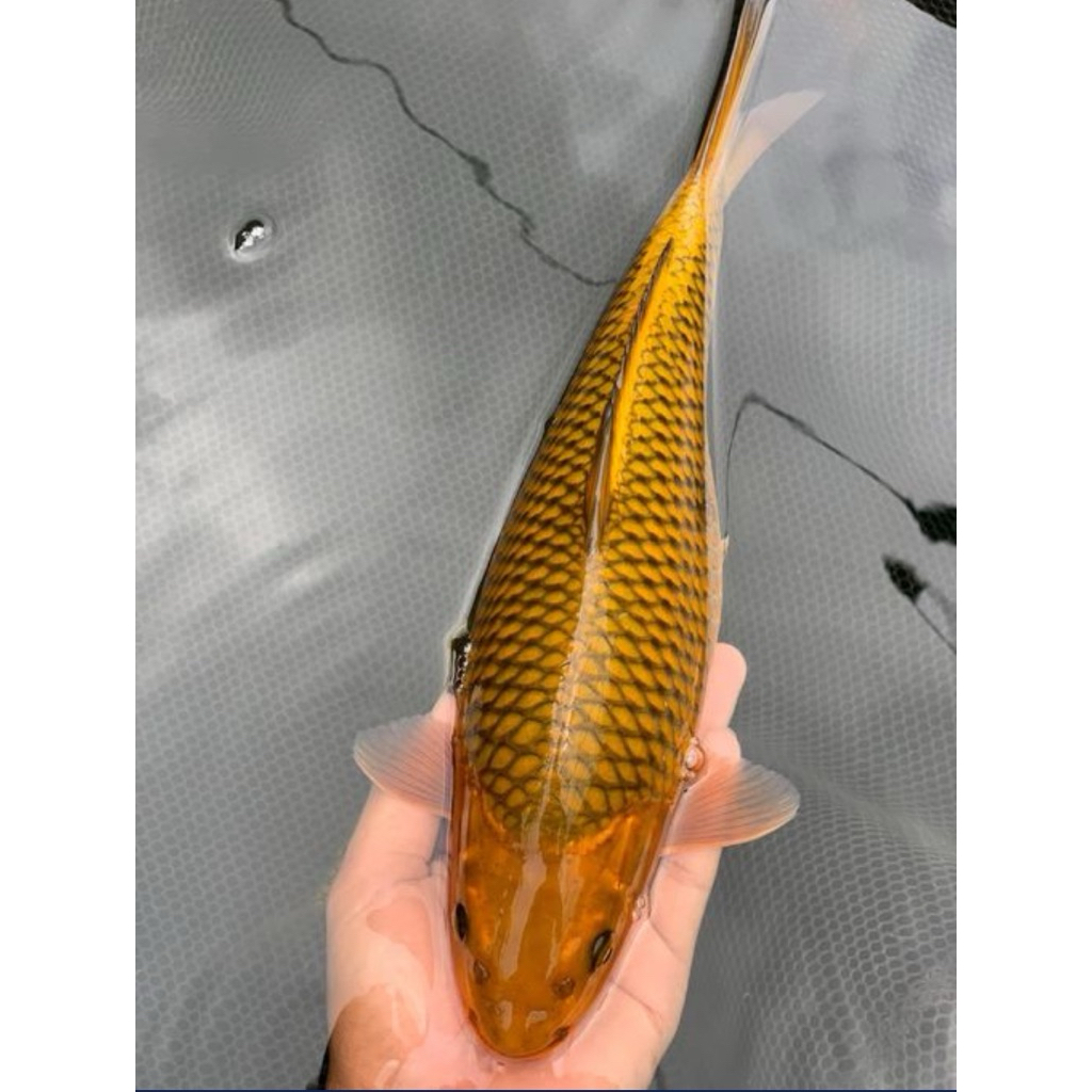 Ikan koi Chagoi Tembaga 30cm - Ikan penjinak kolam - Koi Blitar