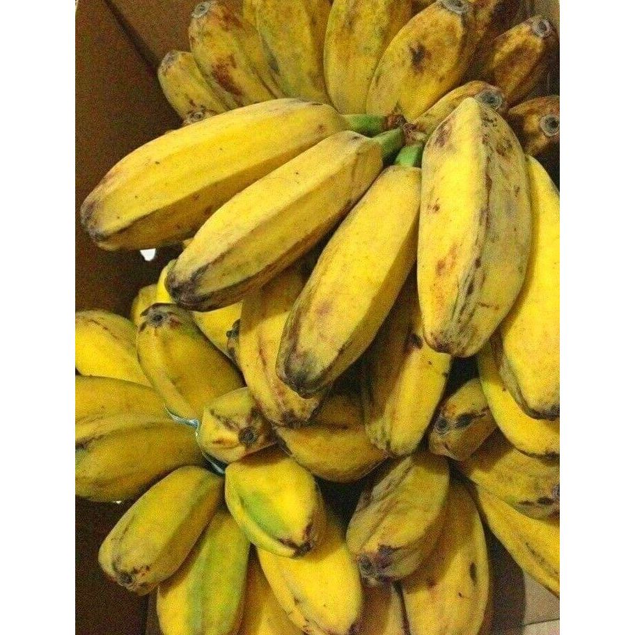 

Pisang kepok 1 sisir- fresh super