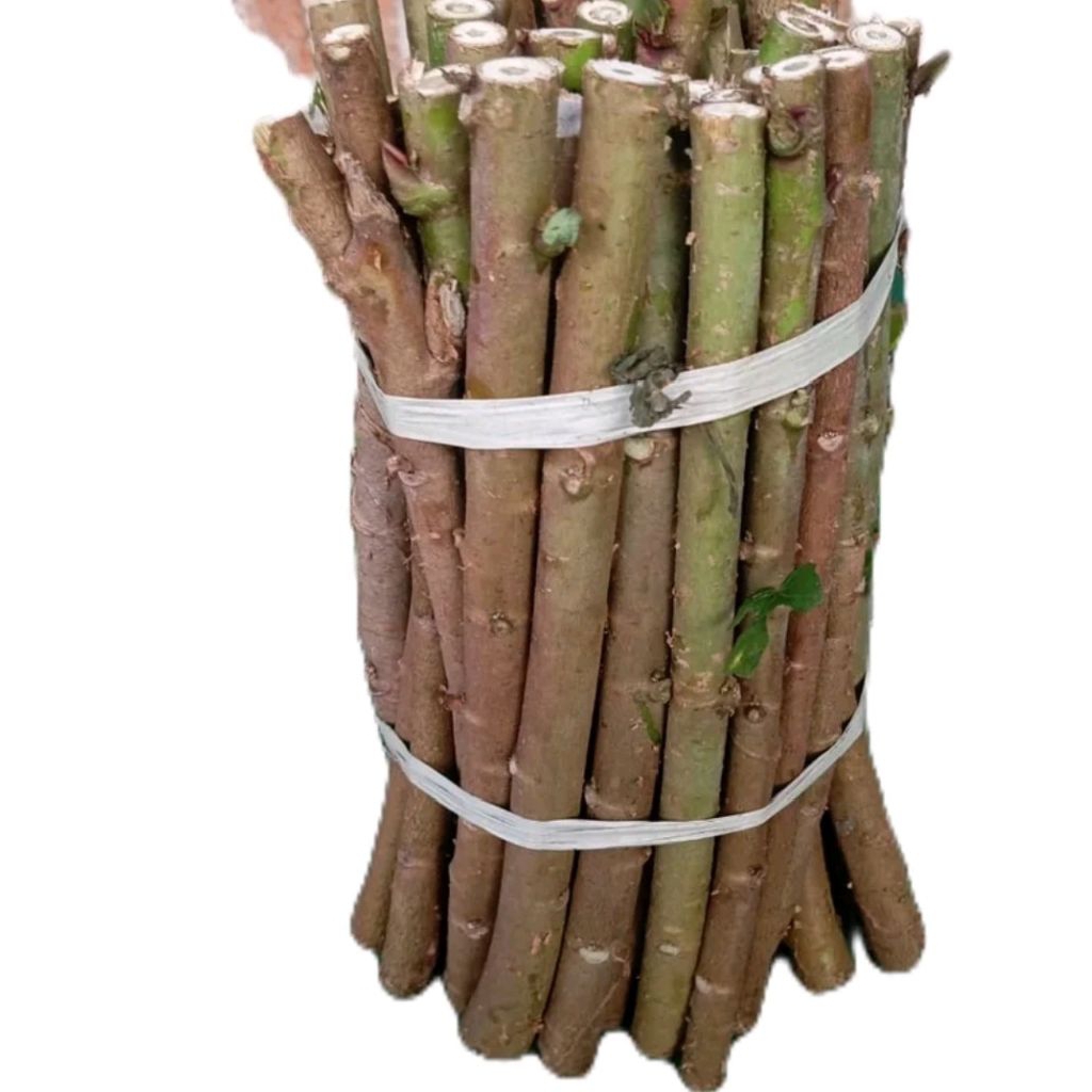 BIBIT TELO PAPUA ATAU SINGKONG PAPUA 1 KG PANJANG 30 CM