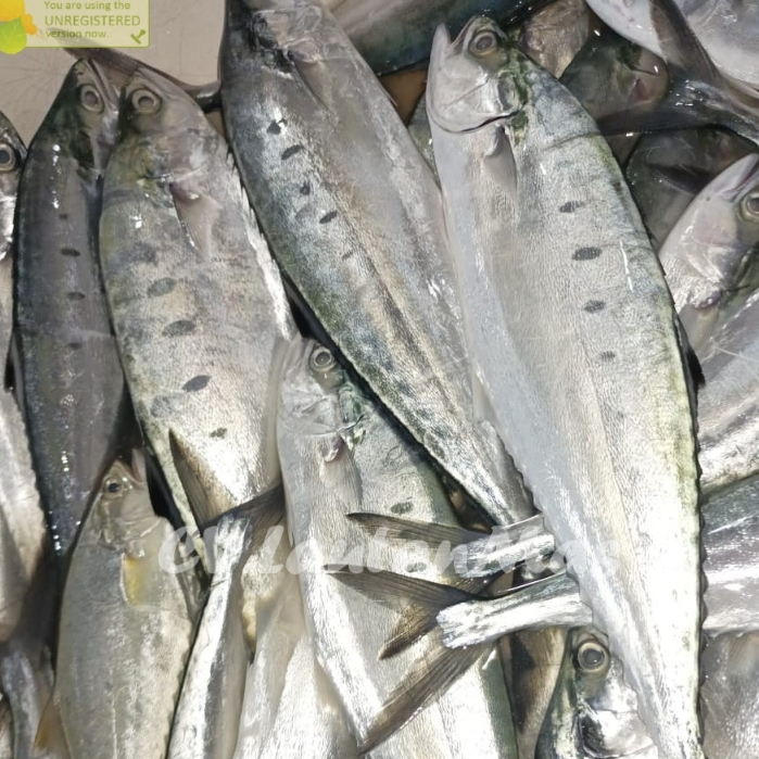 Ikan Laut Segar 1Kg Ikan Talang Talang