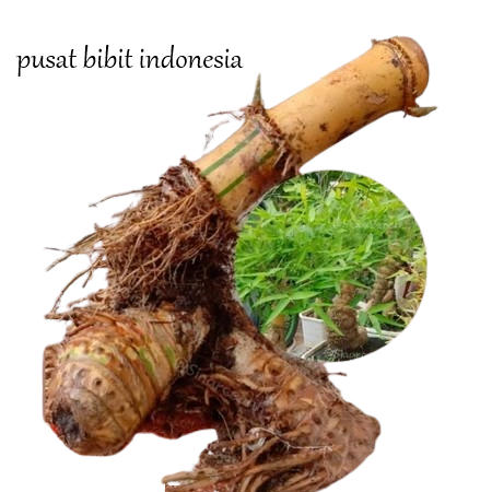 BAMBU KUNING BAHAN BONSAI/BONGGOL BAMBU KUNING JUMBO/BIBIT BAMBU KUNING